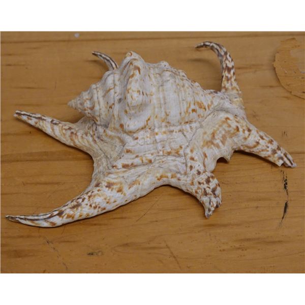 Large Spider Conch Shell, Approx. 7"L