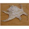 Image 1 : Large Spider Conch Shell, Approx. 7"L