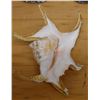 Image 2 : Large Spider Conch Shell, Approx. 7"L