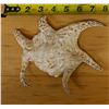 Image 3 : Large Spider Conch Shell, Approx. 7"L