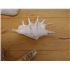 Image 4 : Large Spider Conch Shell, Approx. 7"L