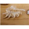 Image 7 : Large Spider Conch Shell, Approx. 7"L