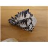 Image 9 : Large Spider Conch Shell, Approx. 7"L