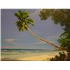 Image 3 : Original Oil Painting, Palm Tree Ocean Scene by Daniel Kim, Hawaii Artist, 16" x 12" Unframed