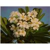 Image 2 : Original Oil Painting, Plumeria by Hawaii Artist from the School of Daniel Kim 20" x 16" Unframed