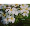 Image 3 : Original Oil Painting, Plumeria by Hawaii Artist from the School of Daniel Kim 20" x 16" Unframed