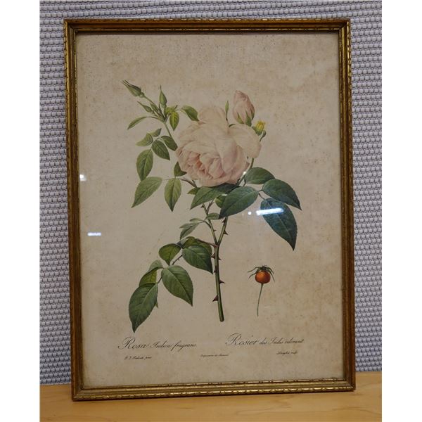 Vintage Redoute Rose Print, Framed 12" x 17"