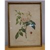Image 1 : Vintage Redoute Rose Print, Framed 12" x 17"