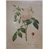 Image 2 : Vintage Redoute Rose Print, Framed 12" x 17"