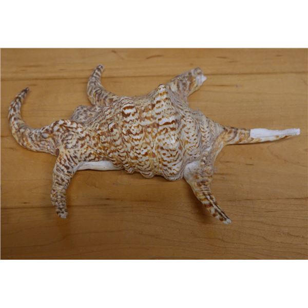 Large Spider Conch Shell, Approx. 8"L