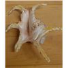 Image 2 : Large Spider Conch Shell, Approx. 8"L