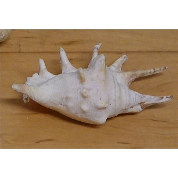 Large Spider Conch Shell, Approx. 5"L