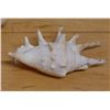 Image 1 : Large Spider Conch Shell, Approx. 5"L