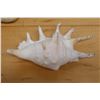 Image 2 : Large Spider Conch Shell, Approx. 5"L