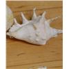 Image 3 : Large Spider Conch Shell, Approx. 5"L