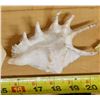 Image 4 : Large Spider Conch Shell, Approx. 5"L