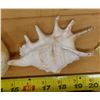 Image 5 : Large Spider Conch Shell, Approx. 5"L