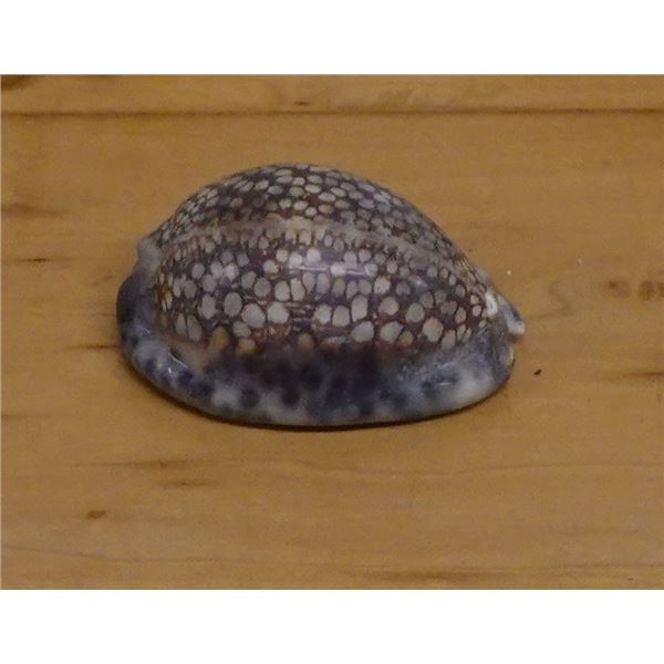 Cowrie Seashell, Approx. 2.5"L