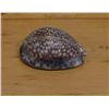 Image 1 : Cowrie Seashell, Approx. 2.5"L