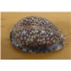 Image 2 : Cowrie Seashell, Approx. 2.5"L