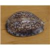 Image 3 : Cowrie Seashell, Approx. 2.5"L