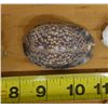 Image 4 : Cowrie Seashell, Approx. 2.5"L