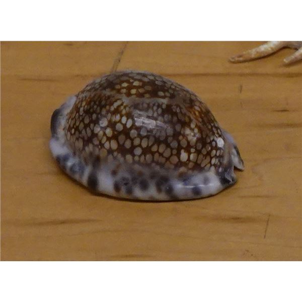 Cowrie Seashell, Approx. 3"L