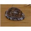 Image 1 : Cowrie Seashell, Approx. 3"L