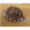 Image 2 : Cowrie Seashell, Approx. 3"L
