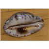 Image 3 : Cowrie Seashell, Approx. 3"L
