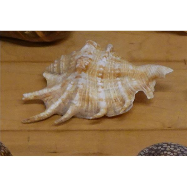 Large Spider Conch Shell, Approx. 4.5"L