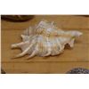 Image 1 : Large Spider Conch Shell, Approx. 4.5"L