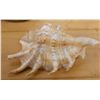 Image 2 : Large Spider Conch Shell, Approx. 4.5"L