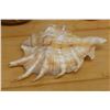 Image 3 : Large Spider Conch Shell, Approx. 4.5"L