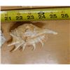 Image 4 : Large Spider Conch Shell, Approx. 4.5"L