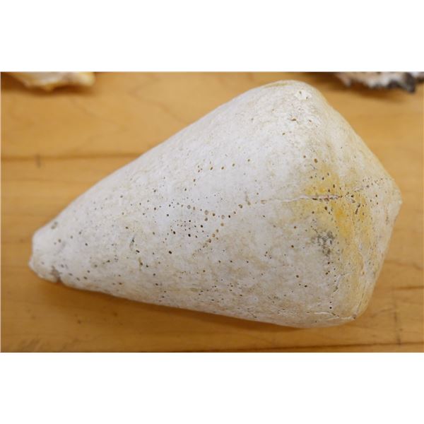 Large Hard Sea Snail Shell, Approx. 4"L