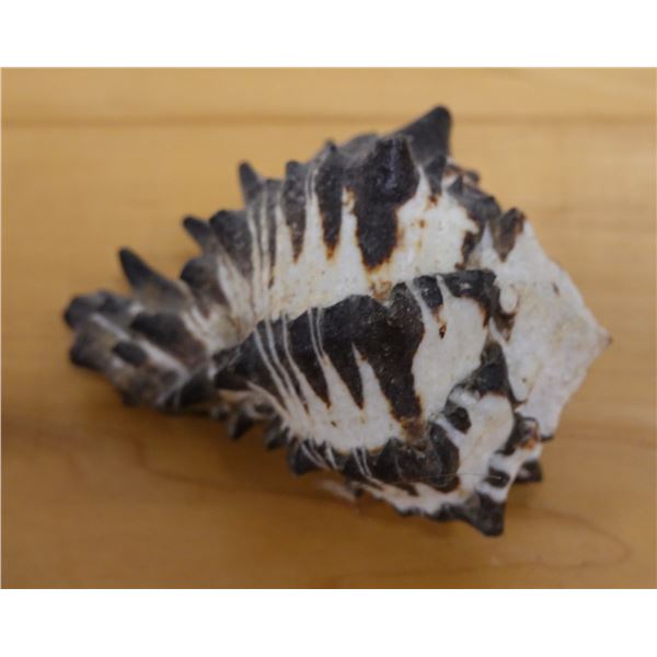 Endive Murex Sea Snail Shell, Approx. 3"L