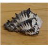 Image 3 : Endive Murex Sea Snail Shell, Approx. 3"L