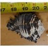 Image 4 : Endive Murex Sea Snail Shell, Approx. 3"L