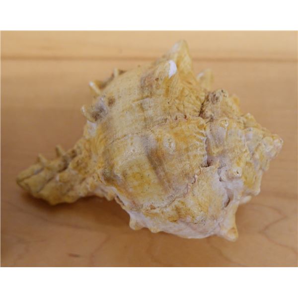 Pink Murex Shell, Approx. 4"L