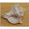 Image 3 : Pink Murex Shell, Approx. 4"L