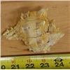 Image 4 : Pink Murex Shell, Approx. 4"L