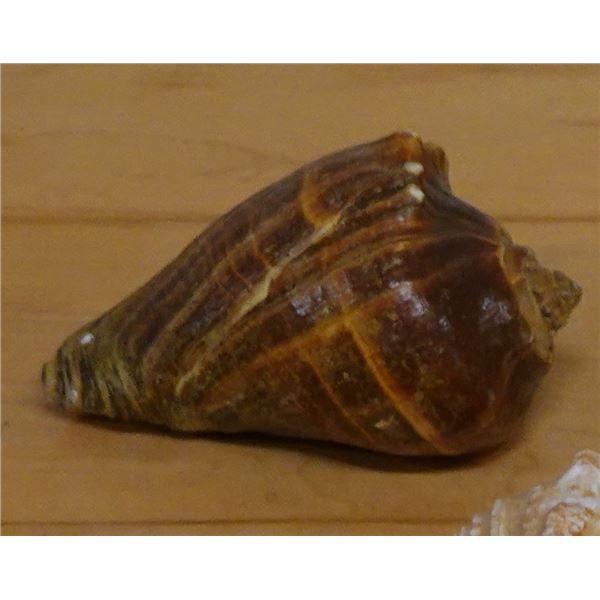 Crown Conch Sea Shell, Approx. 3.5"L