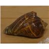 Image 1 : Crown Conch Sea Shell, Approx. 3.5"L
