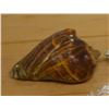 Image 2 : Crown Conch Sea Shell, Approx. 3.5"L
