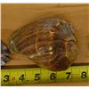 Image 3 : Crown Conch Sea Shell, Approx. 3.5"L