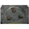 Image 5 : Planchon Floating Turtle Mystery Clock
