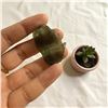 Image 5 : 1.4 inch Moldavite 7.014 gms