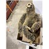 Image 1 : Sloth,