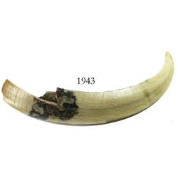 Boar tusk.